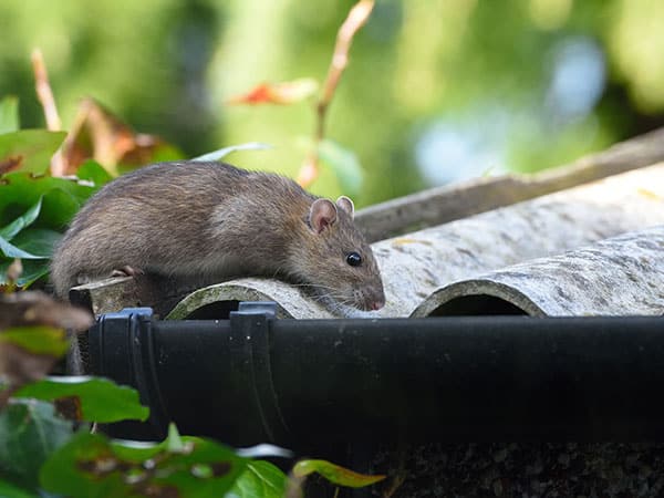 disinfestatori-per-debellare-arvicole-e-topi-dal-giardino-bologna