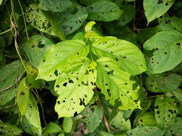 disinfestazione-contro-processionaria-da-alberi-da-frutto-bologna